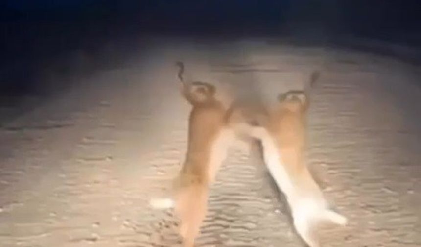 Yol ortasında tavşan kavgası: Boks maçını aratmadı