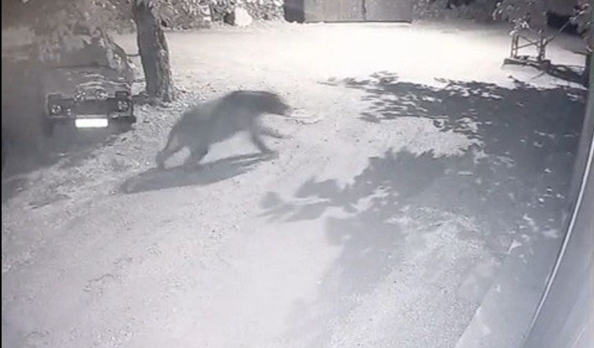 Kamerada anbean… Köylüler ayıyı fenerle kovaladı