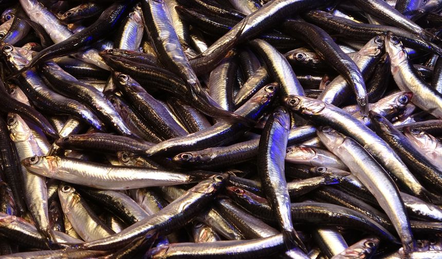 Hamsinin ihracatına boy engeli