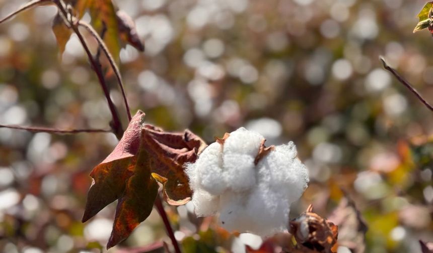 Şanlıurfa'da beyaz altın hasadı başladı