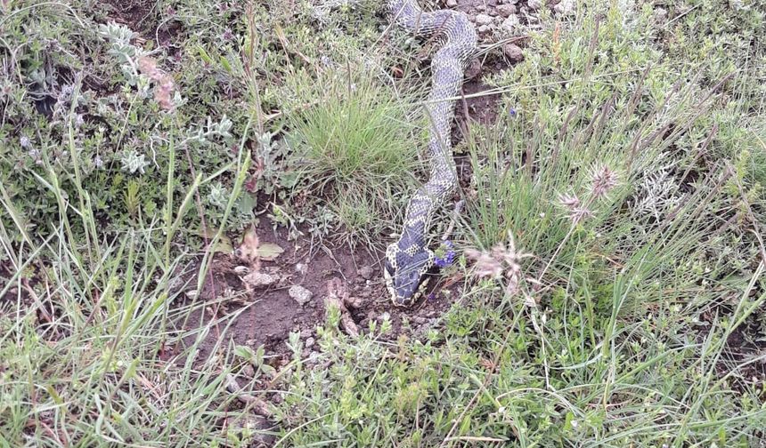 Yaylada engerek paniği