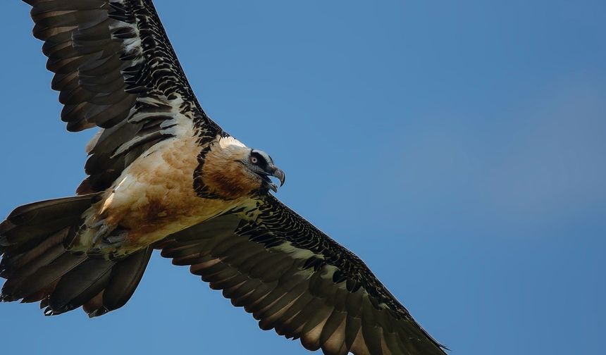 Akbaba izleme istasyonu ile doğayı yakından incelediler