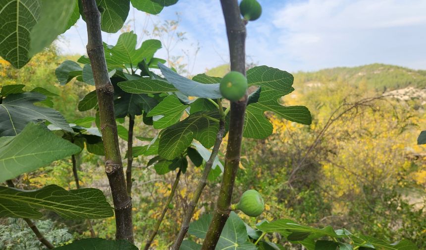 Aralık ayında yaz manzarası! İncir ağaçları çiçek açtı