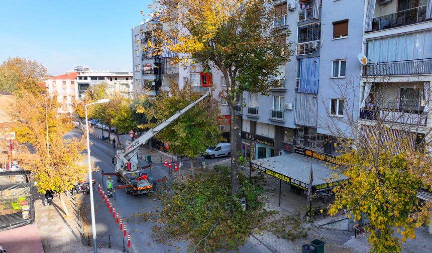 Denizli’de kent estetiği için kapsamlı budama