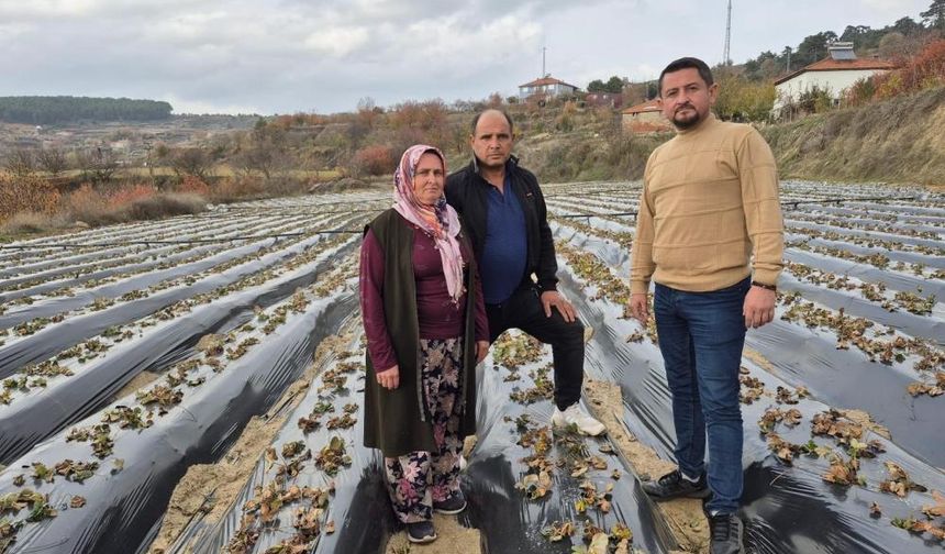 Çilek üreticileri yoğun mesaide! Dekara 1 ton hedefleniyor