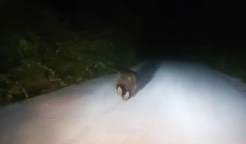 Karabük’te yolda koşan ayı görenleri şaşırttı
