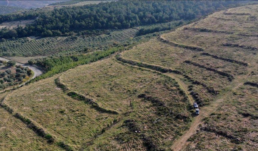 Manisa’da yanan ormanlar “Yeşil Vatan”a dönüştürülüyor