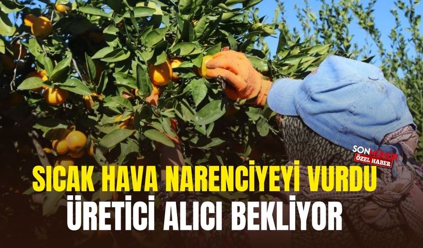 Sıcak hava narenciyeyi vurdu… Üretici alıcı bekliyor