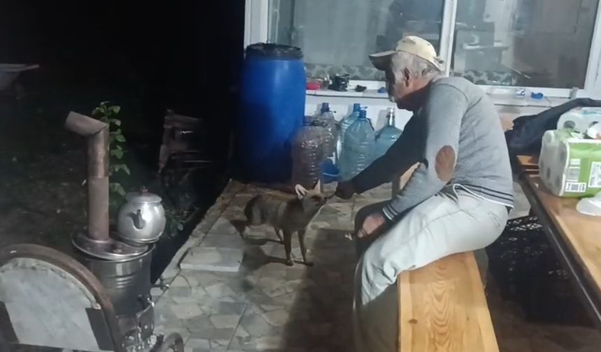 Tokat’ta bağ evine gelen üç tilki her akşam sevimli anlar yaşatıyor