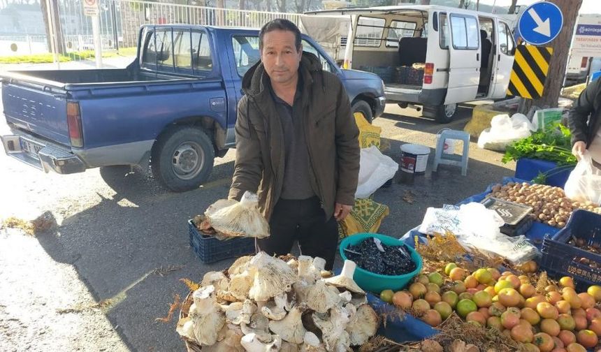 Doğal, iri ve lezzetli: Aydın pazarında mantar bereketi!