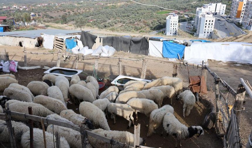 Şap karantinası hayvancılığı kilitledi: Bozdoğanlı çobanlar aylardır hayvanlarını meraya çıkaramıyor