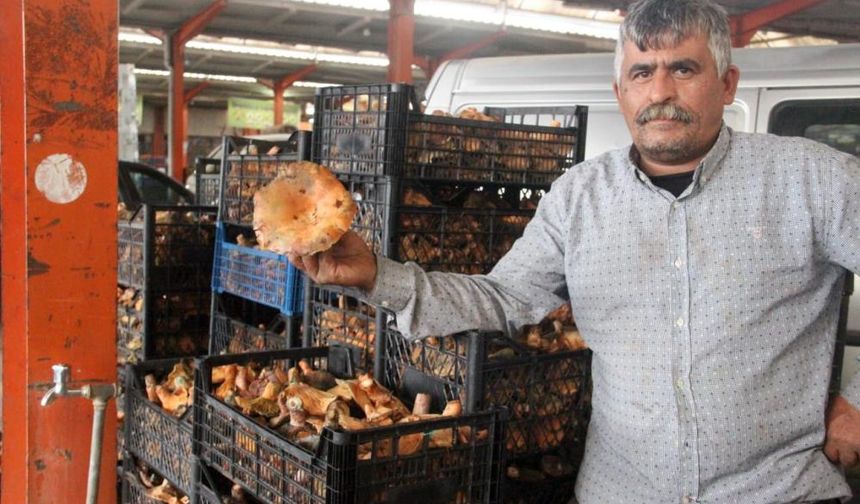 Doğadan gelen gelir! Kanlıca mantarı köylünün yüzünü güldürdü
