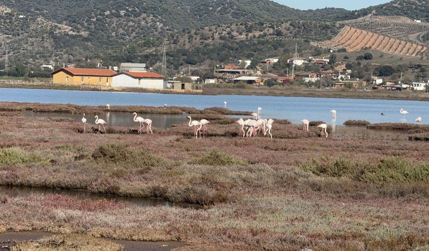 Binlerce flamingo Tuzla’da bir arada