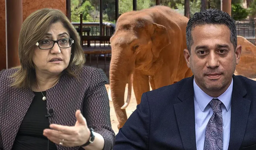 Fatma Şahin’den CHP’li Başarır’a yanıt: "Fil Gabi sağlıklı ve ziyarette"