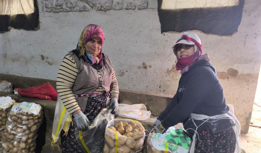 Patates tarladan depoya! Üretici bu yıl yüzü gülenlerden