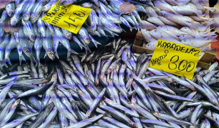 Soğuk havayla hamsi talebi patladı! Tezgahlar dolup taşıyor