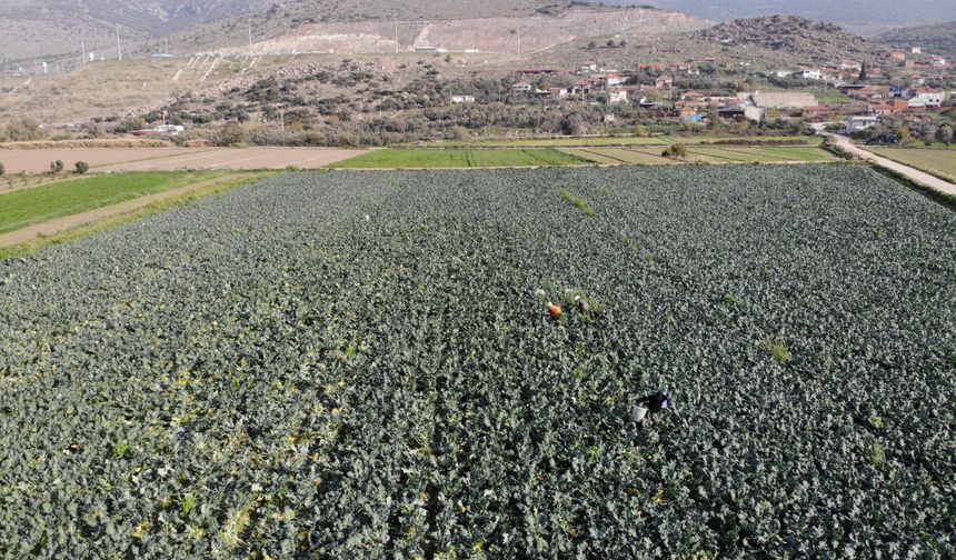 Türkiye'nin kışlık sebze ambarında gözler yüksek maliyetlerde