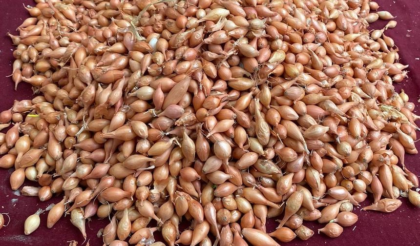 Üreticiye kritik çağrı: “Soğanı şimdi dik, verimi kaçırma!”