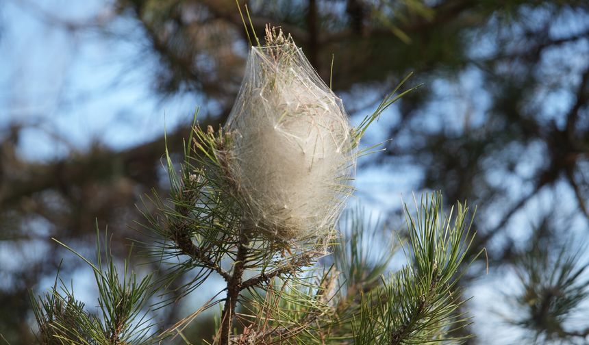 Tehlike tüm ormana yayıldı! Dokunanda alerji yapıyor!
