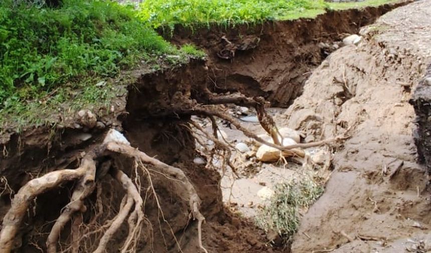 Aydın’da dere taştı, zeytinlikler zarar gördü! İkinci dere yatağı oluştu