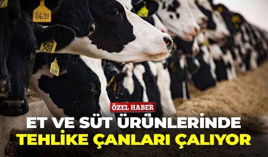 Et ve süt ürünlerinde tehlike çanları çalıyor: Şapın faturası ağır olacak!