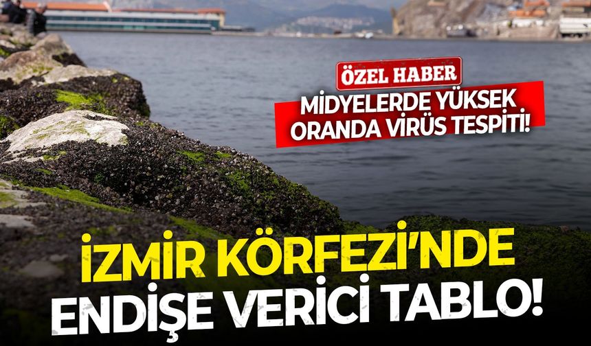 İzmir Körfezi’nde endişe verici tablo! Midyelerde yüksek oranda virüs tespiti!