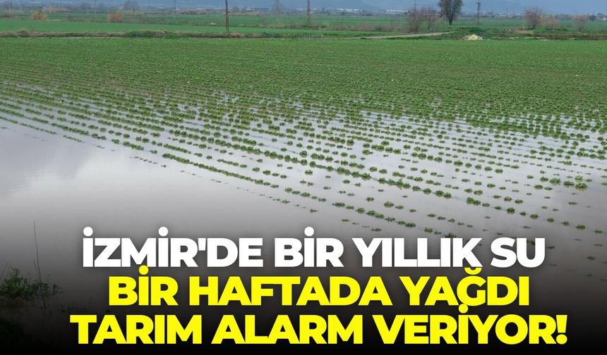 İzmir'de bir yıllık su bir haftada yağdı, tarım alarm veriyor!