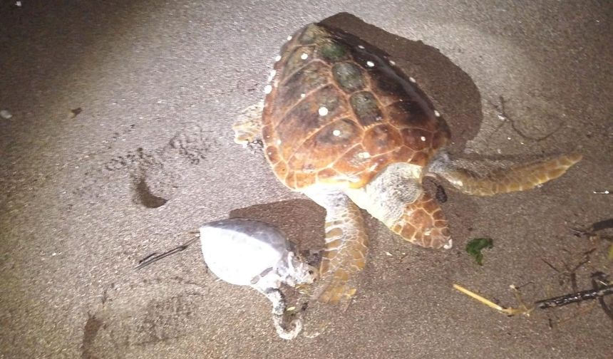 Marmaris’te caretta caretta alarmı! Biri yavru iki deniz kaplumbağası kıyıya vurdu