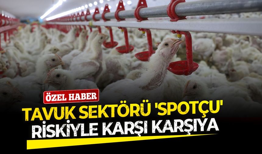 Tavuk sektörü 'spotçu' riskiyle karşı karşıya