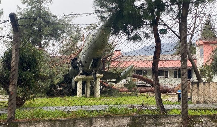 Uçaklı okul çam ağacının hedefi oldu!