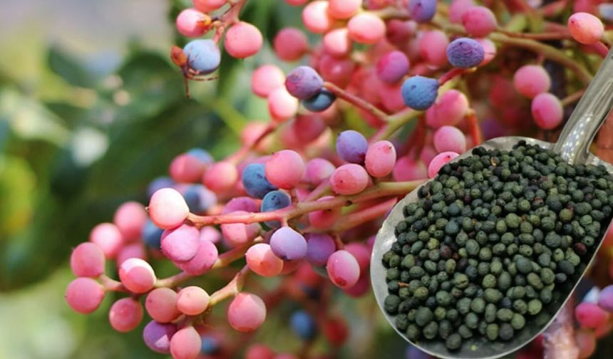 Anadolu’nun yabani fıstığı sanayinin aranan hammaddesi oldu: Talep katlanarak artıyor