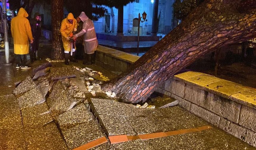 Asırlık çam yağmura dayanamadı!