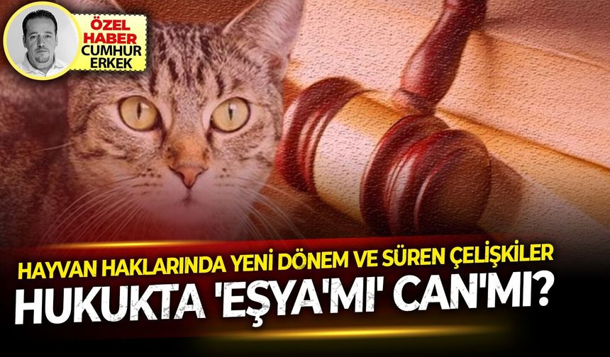 Hayvan haklarında yeni dönem ve süren çelişkiler.. Hukukta 'eşya'mı'can'mı?