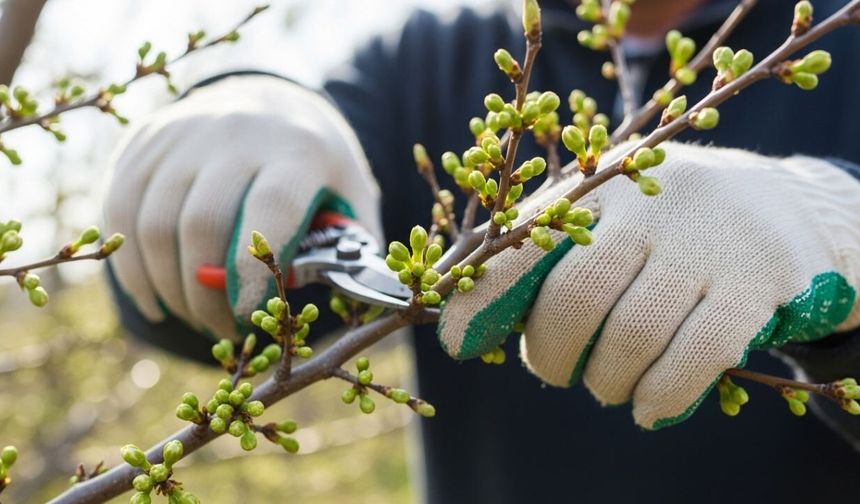 Nisan budama rehberi: Bu 5 bitkiyi şimdi budayın, yaza doğru coşsun!