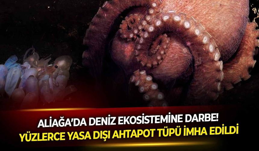 Aliağa’da deniz ekosistemine darbe! Yüzlerce yasa dışı ahtapot tüpü imha edildi