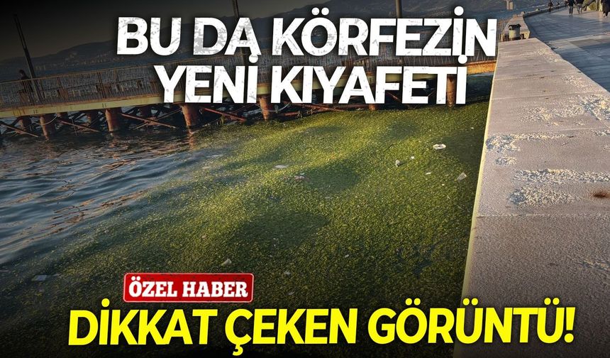 İzmir'de Körfez'de sahil kıyısındaki görüntü dikkat çekti! Vatandaş isyan etti