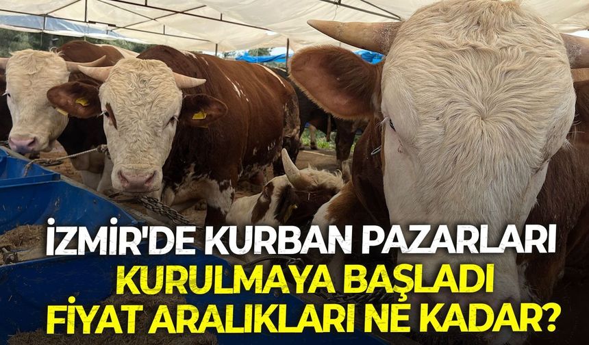 İzmir'de Kurban Bayramına sayılı günler kala pazarlar kuruldu! Kurban fiyatları ne kadar?