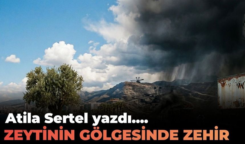 ZEYTİNİN GÖLGESİNDE ZEHİR