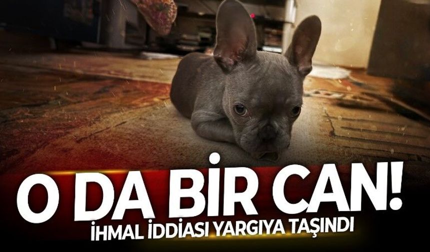 İzmir'de veteriner kliniğinde ameliyat masasına yatan Yalı Kız'ı bir daha iflah olmadı! İhmal iddiası yargıya taşındı