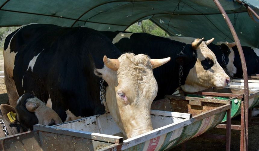 Aliağa Esnaf ve Sanatkarlar Odası açıkladı: Kurbanlık hayvan kesim fiyatları belli oldu!