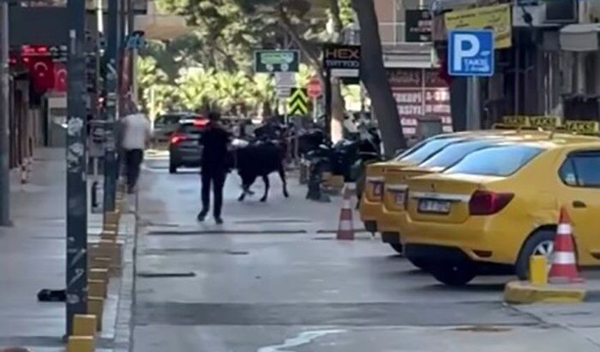 Bornova'da kurbanlık dana firar etti: Küçükpark'ta panik anları!