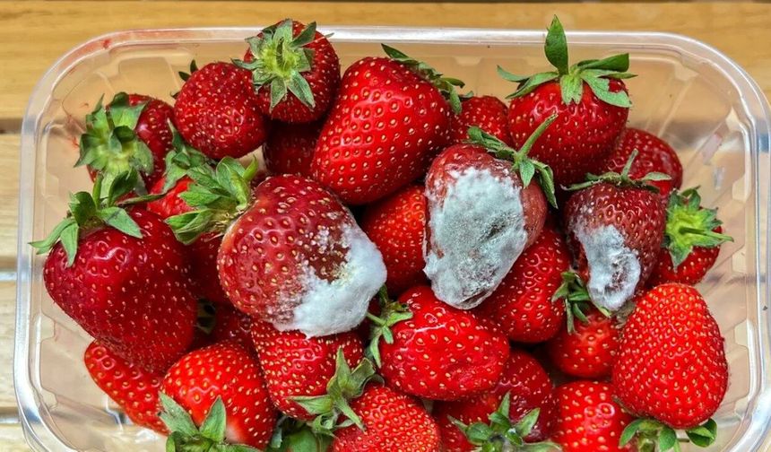 Çileklerin hemen küflenmesini engelliyor: Yanına sadece 1 parça koyun