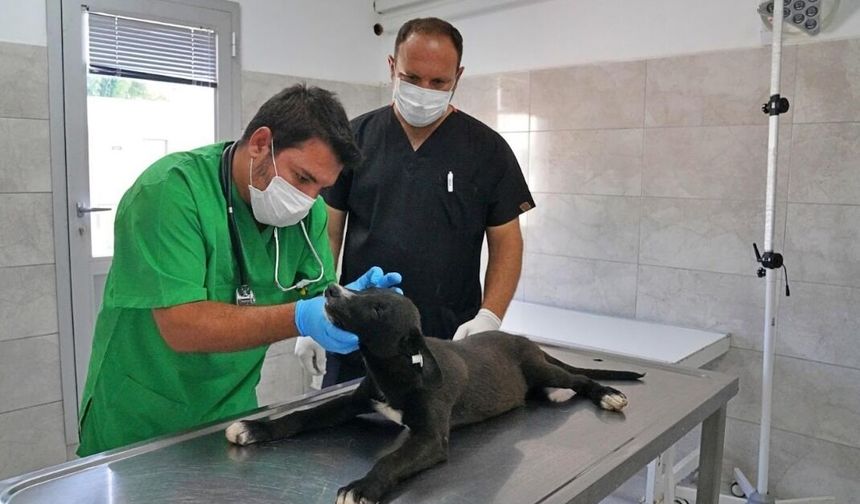 İzmir’de 2 bin 500 hayvan kapasiteli Doğal Yaşam Alanı için çalışmalar başladı
