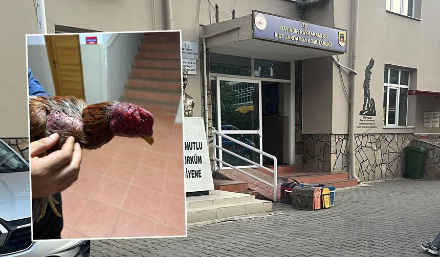 Jandarmayı gören kaçacak yer aradı: İzmir Bayındır'da tribünlü horoz dövüşü operasyonu