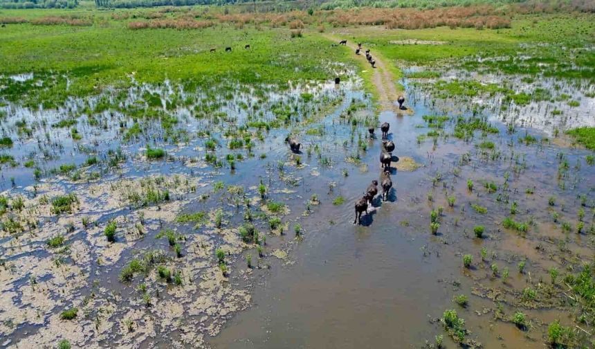 Görenler Afrika sandı. Ebrar Gölü'ndeki görüntüler Serengeti belgesellerini aratmadı