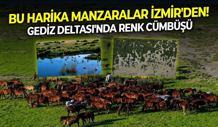 Bu harika İzmir'den! Gediz Deltası'nda renk cümbüşü