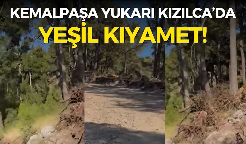 Kemalpaşa Yukarı Kızılca’da yeşil kıyamet! Vatandaş isyan etti: Ağaçlarımızı kesiyorlar!