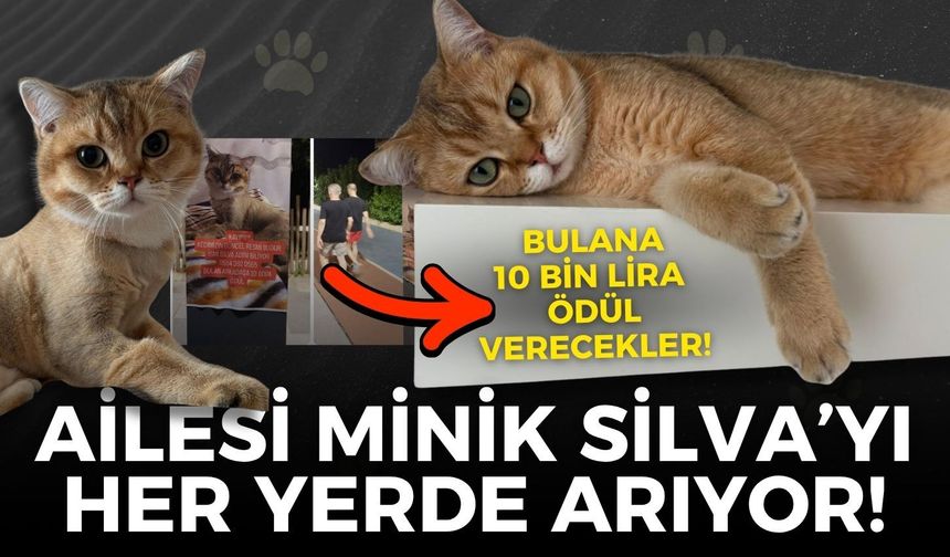 Buca'da kaybolan Silva aranıyor: Bulana 10 bin lira ödül verilecek