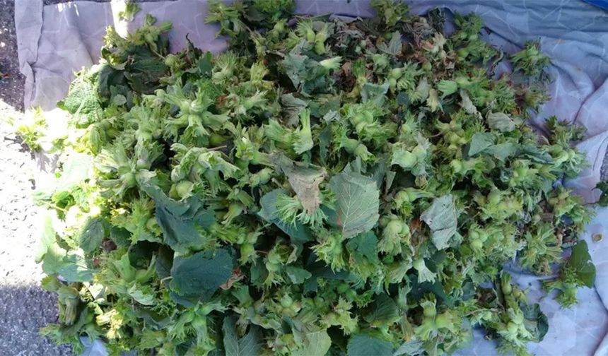 Karadeniz'in meşhur lezzetinde sezon erken başladı! Kilosu 200 TL'den satılıyor
