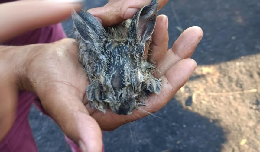 Manisa Sarıgöl yangınında mucize kurtuluş: 3 yavru tavşan son anda kurtarıldı